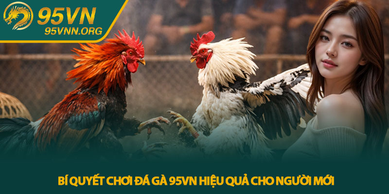 Đá gà 95VN – Trực tiếp chiến kê đỉnh cao cho cược thủ 4 Bí quyết chơi đá gà 95VN hiệu quả cho người mới