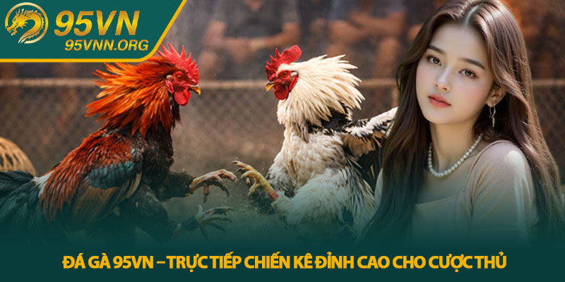 Đá gà 95VN – Trực tiếp chiến kê đỉnh cao cho cược thủ 1 Đá gà 95VN – Trực tiếp chiến kê đỉnh cao cho cược thủ