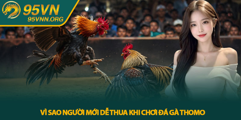 Đá Gà Thomo - Bí Kíp Chơi Khôn Ngoan Tại 95VN Hiệu Quả 2 Vì Sao Người Mới Dễ Thua Khi Chơi Đá Gà Thomo